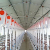 湖南猪用自动料线设备定制/万晟畜牧设备公司供应自动喂料系统